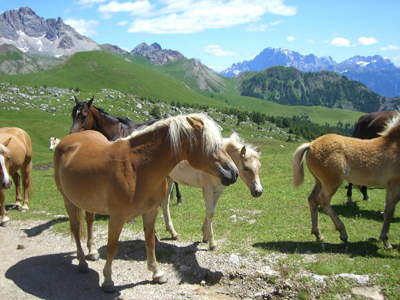 DOLOMITI2009 (105).JPG